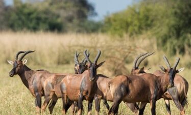 Le parc national  (Pendjari)